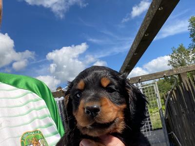 Last male pup