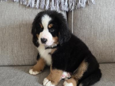 Stunning IKC Registrered Bernese Mountain Dog female puppies in Leitrim