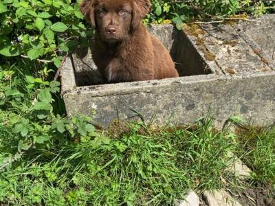IKC Pedigree Newfoundland puppies in Cork