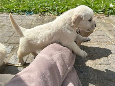 Golden Retriever puppies for sale in Cork