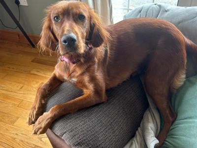 Beautiful Red Setter puppies for sale in Cork