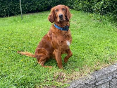Beautiful Red Setter puppies for sale in Cork