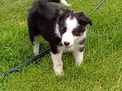 IKC Registered (pending) Border Collie puppies in Galway