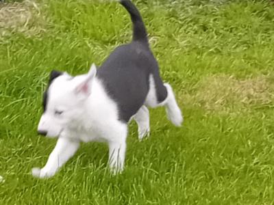 IKC Registered (pending) Border Collie puppies in Galway