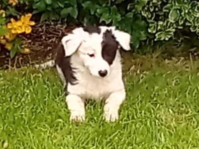 IKC Registered (pending) Border Collie puppies in Galway