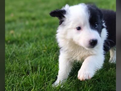 IKC Registered (pending) Border Collie puppies in Galway