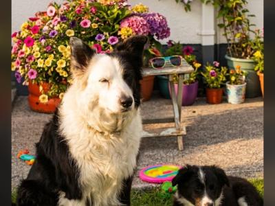 IKC Registered (pending) Border Collie puppies in Galway