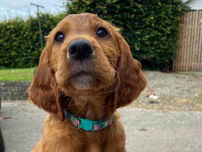 Beautiful Red Setter puppies for sale in Cork