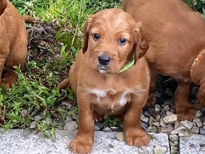 Beautiful Red Setter puppies for sale in Cork