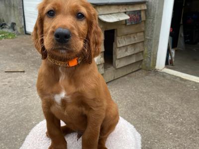 Beautiful Red Setter puppies for sale in Cork