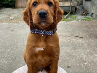 Beautiful Red Setter puppies for sale in Cork