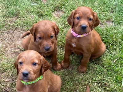 Beautiful Red Setter puppies for sale in Cork