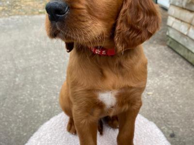 Beautiful Red Setter puppies for sale in Cork