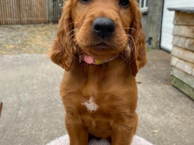 Beautiful Red Setter puppies for sale in Cork