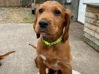 Beautiful Red Setter puppies for sale in Cork