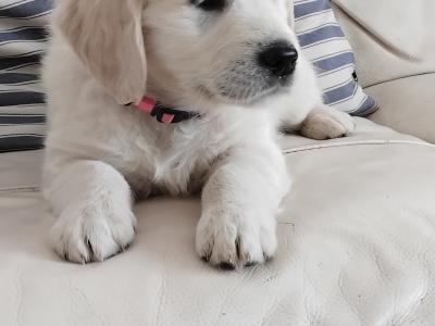 IKC Registered (pending) Golden Retriever puppies in Wexford