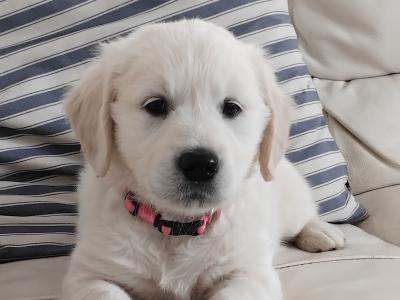 IKC Registered (pending) Golden Retriever puppies in Wexford