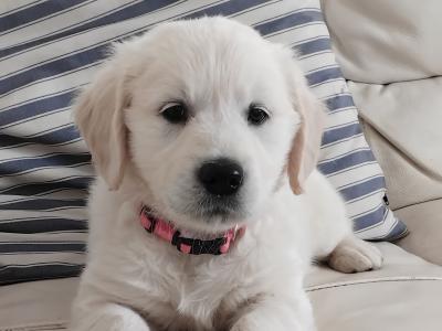 Last 2 IKC Registered Golden Retriever puppies in Wexford