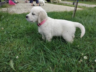 IKC Registered (pending) Golden Retriever puppies in Wexford