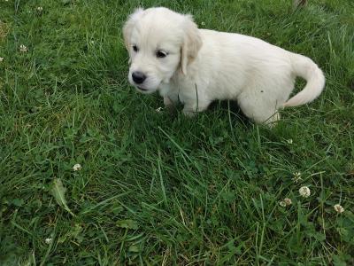 IKC Registered (pending) Golden Retriever puppies in Wexford