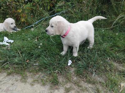 IKC Registered (pending) Golden Retriever puppies in Wexford