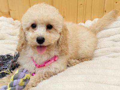 Cavapoochon puppies in Tyrone