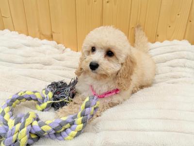 Cavapoochon puppies in Tyrone