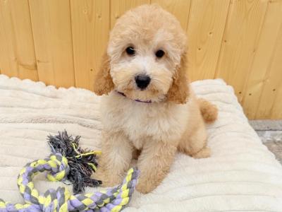 Cavapoochon puppies in Tyrone