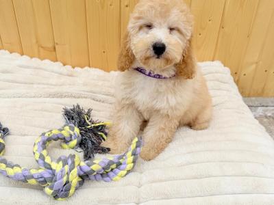 Cavapoochon puppies in Tyrone