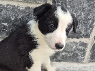 IKC Registered (pending) Border Collie puppies in Galway