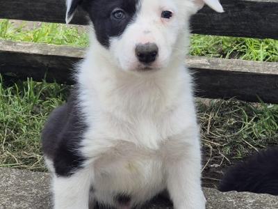 IKC Registered (pending) Border Collie puppies in Galway