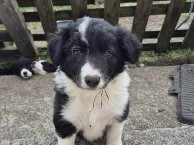 IKC Registered (pending) Border Collie puppies in Galway