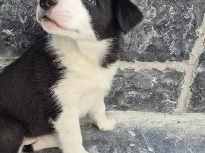 IKC Registered (pending) Border Collie puppies in Galway