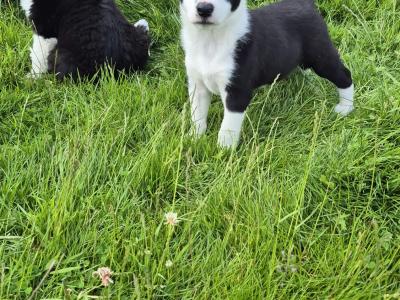 IKC Registered (pending) Border Collie puppies in Galway