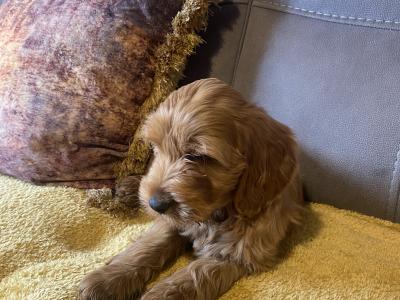 Red Cockapoo puppies for sale in Sligo