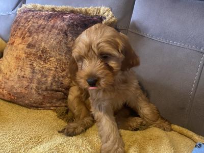 Red Cockapoo puppies for sale in Sligo