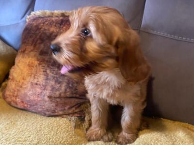 Red Cockapoo puppies for sale in Sligo