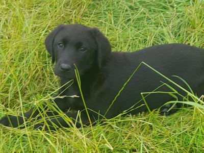 4 female IKC registered black Labrador puppies in cavan