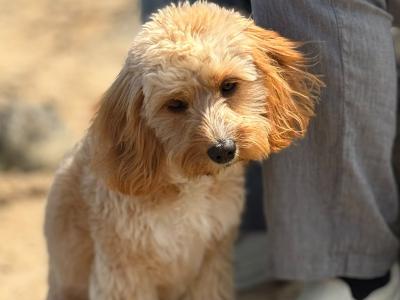 Astro is a female Cavapoo puppy 9 months old for sale in Wexford