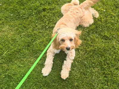 Astro is a female Cavapoo puppy 9 months old for sale in Wexford