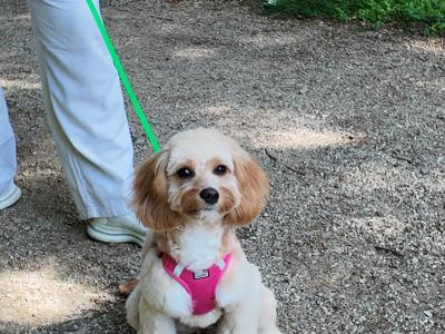 Astro is a female Cavapoo puppy 9 months old for sale in Wexford