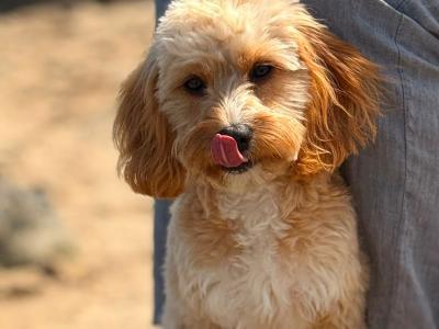 Astro is a female Cavapoo puppy 9 months old for sale in Wexford