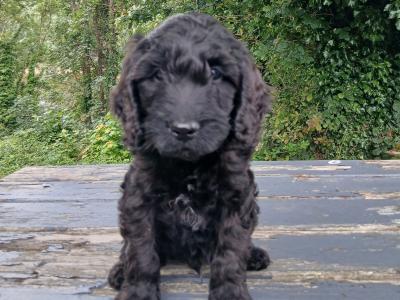 Gorgeous Miniature Cockapoo puppy  **1 Black Male Left** in Wexford