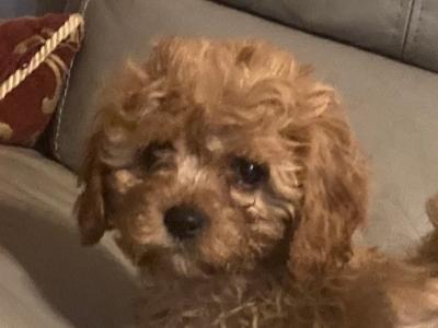 Cute Cavapoo puppies in Kilkenny