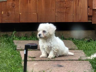 White female Cavachon puppy in Galway