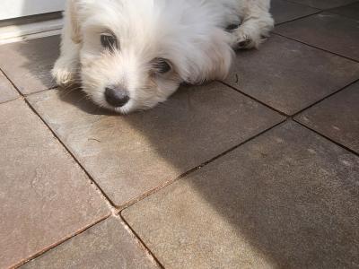 White female Cavachon puppy in Galway