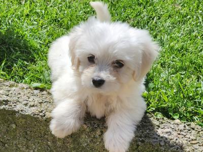White female Cavachon puppy in Galway