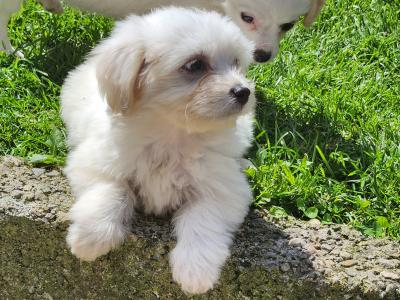 White female Cavachon puppy in Galway