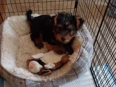 Beautiful Playful male Yorkshire Terrier puppy in Limerick