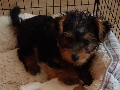 Beautiful Playful male Yorkshire Terrier puppy in Limerick